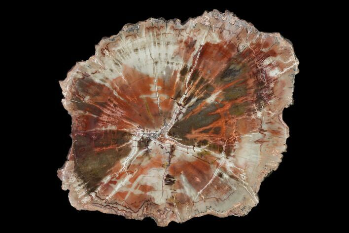 Polished Petrified Wood (Araucaria) Round - Arizona #150034